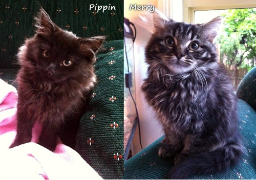 Meet Pippin and Merry